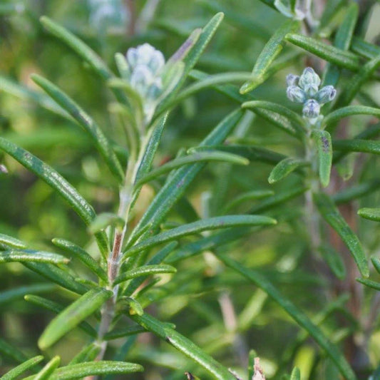 Organic Rosemary Stems 10 Pack - Culinary Herb Cuttings Rosmarinus officinalis, Fresh Live Plant, Herb Gardening, Gourmet Cooking