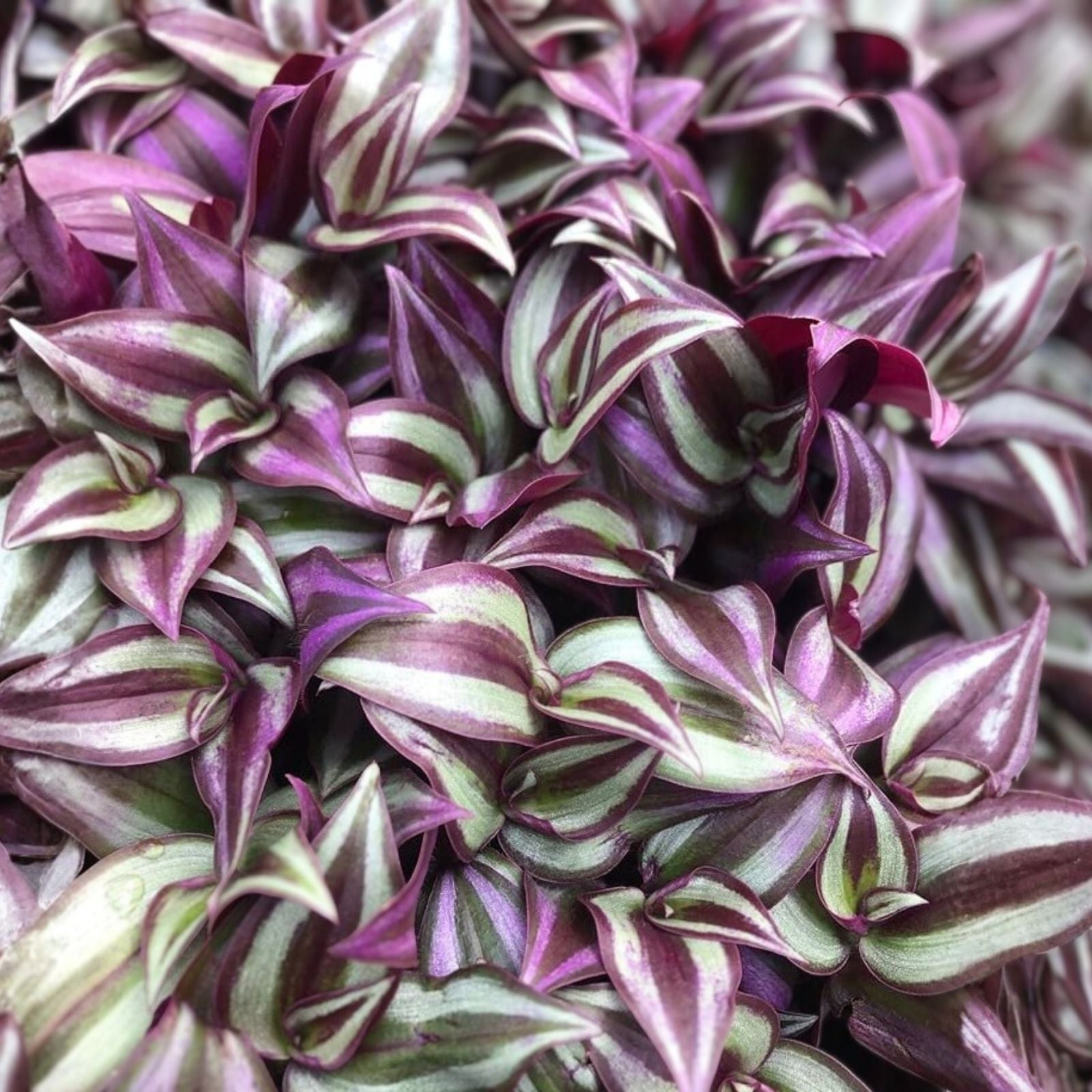 Rare Tradescantia Cuttings 8 Pack Wandering Jew Evanesce Cold Hardy Indoor Houseplant Starter
