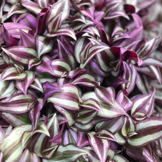 Rare Tradescantia Cuttings 8 Pack Wandering Jew Evanesce Cold Hardy Indoor Houseplant Starter