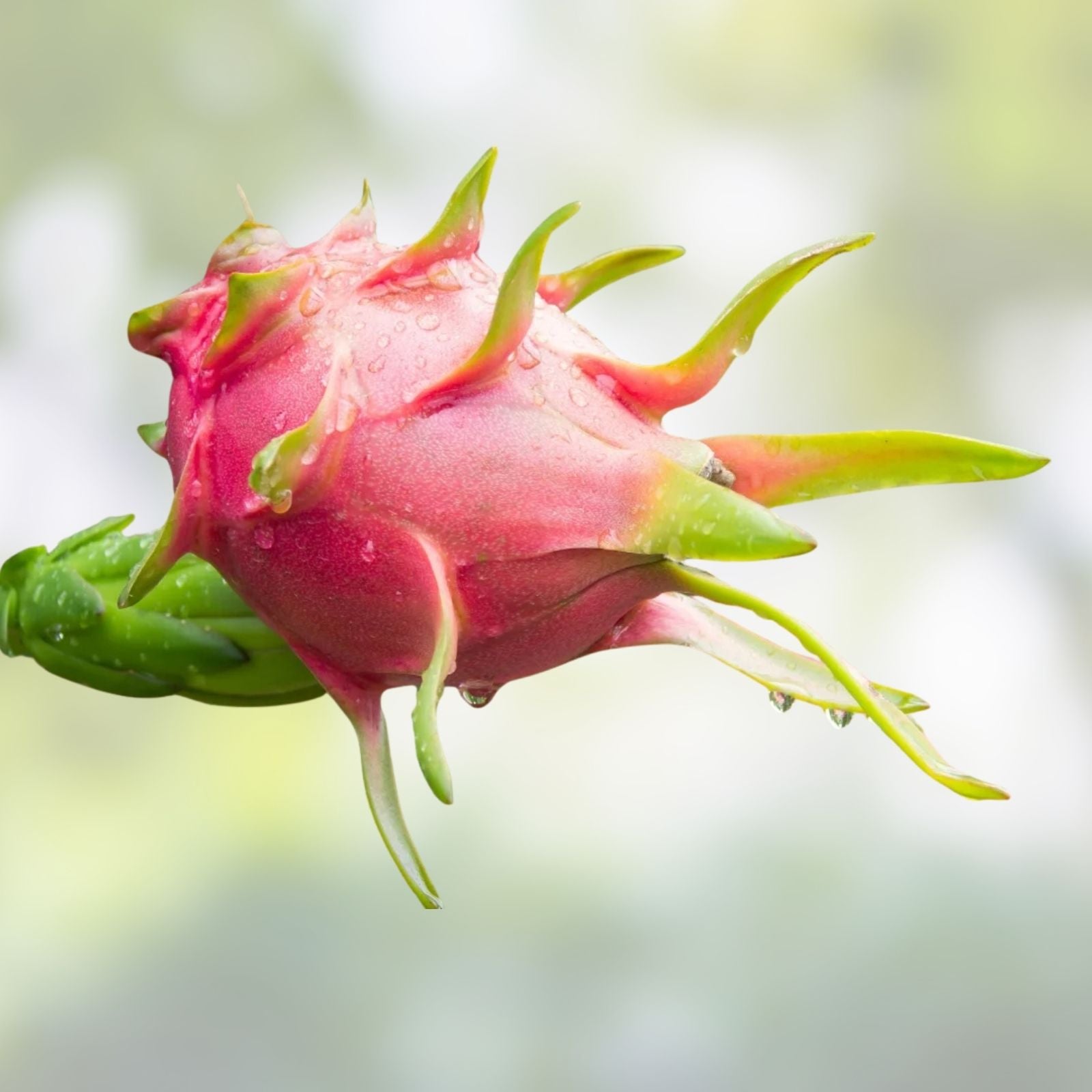 Dragon Fruit Cutting Hylocereus undatus Edible Fruit Cactus Plant Propagation Starter Plant