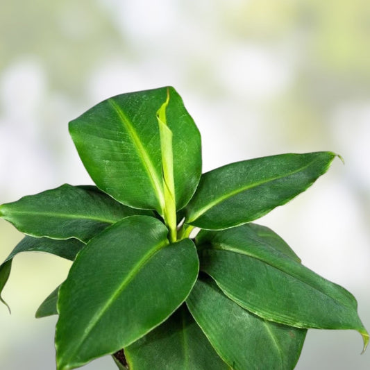 Musa Banana Plant Starter | Small Rooted Indoor Banana Tree | Musa spp. | Fresh Stock