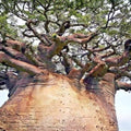 Baobab Seeds 7 Pack Adansonia digitata Tree of Life Rare Monkey Bread Bonsai Seeds for Gardening, Growing, Live Plant, Starter Plant