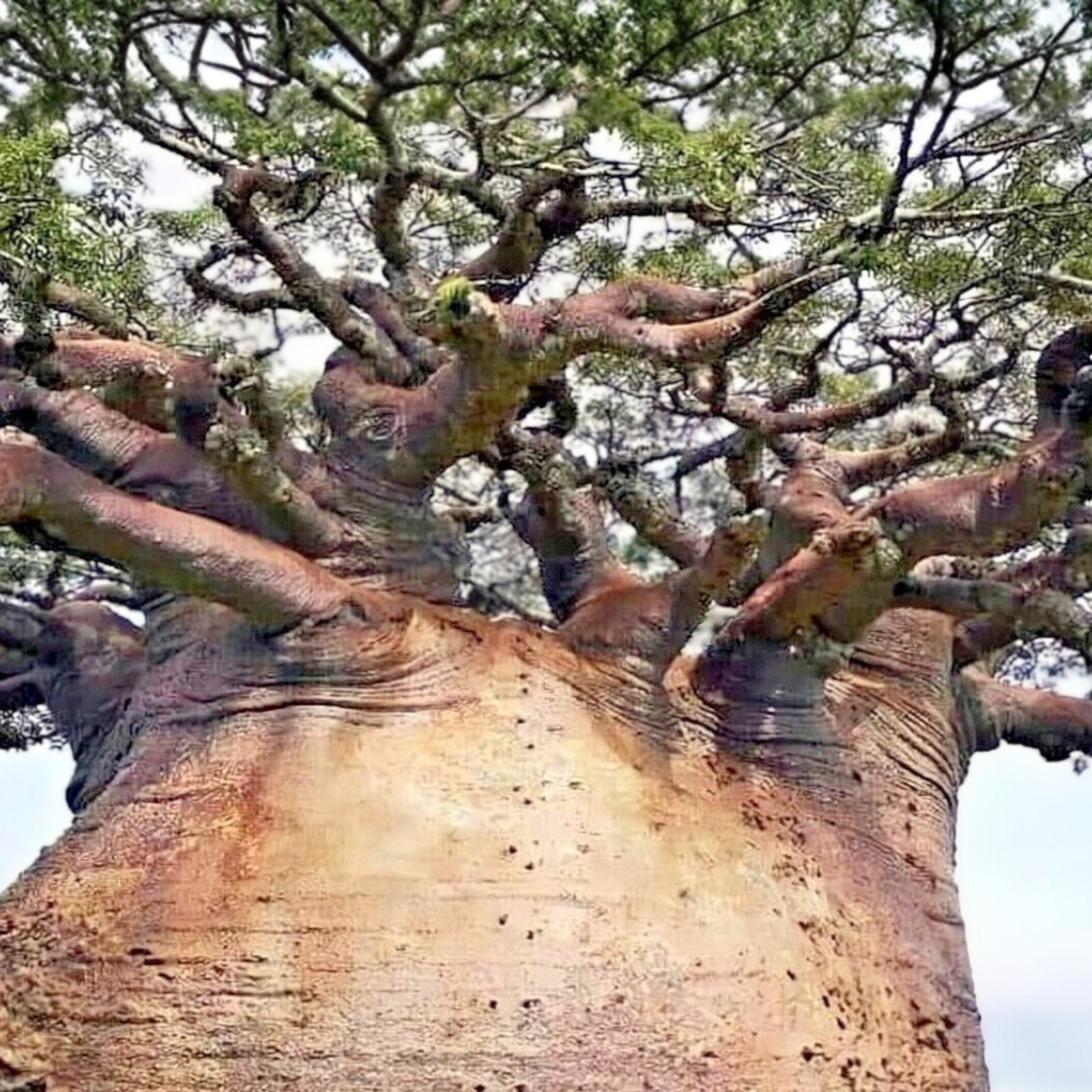 Baobab Seeds 7 Pack Adansonia digitata Tree of Life Rare Monkey Bread Bonsai Seeds for Gardening, Growing, Live Plant, Starter Plant