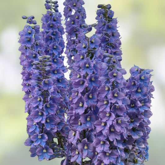 Larkspur Flower Seeds Blue Purple Delphinium ajacis Garden Seeds for Cutting and Growing - Fast Germination