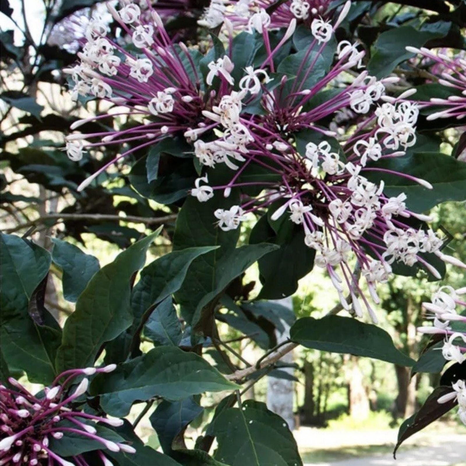 Shooting Star Plant Cuttings Clerodendrum Quadriloculare Starburst Indoor Garden Decor 6 Quad Cuttings