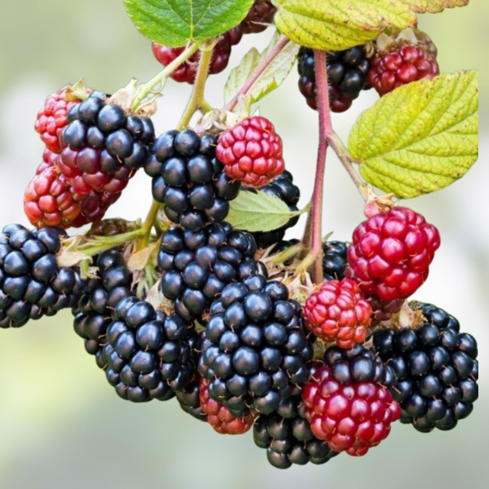 Wild Blackberry Cuttings Rubus fruticosus Edible Plant Starter Live Bare Root Wildlife Pollinator Houseplant 15 Pack