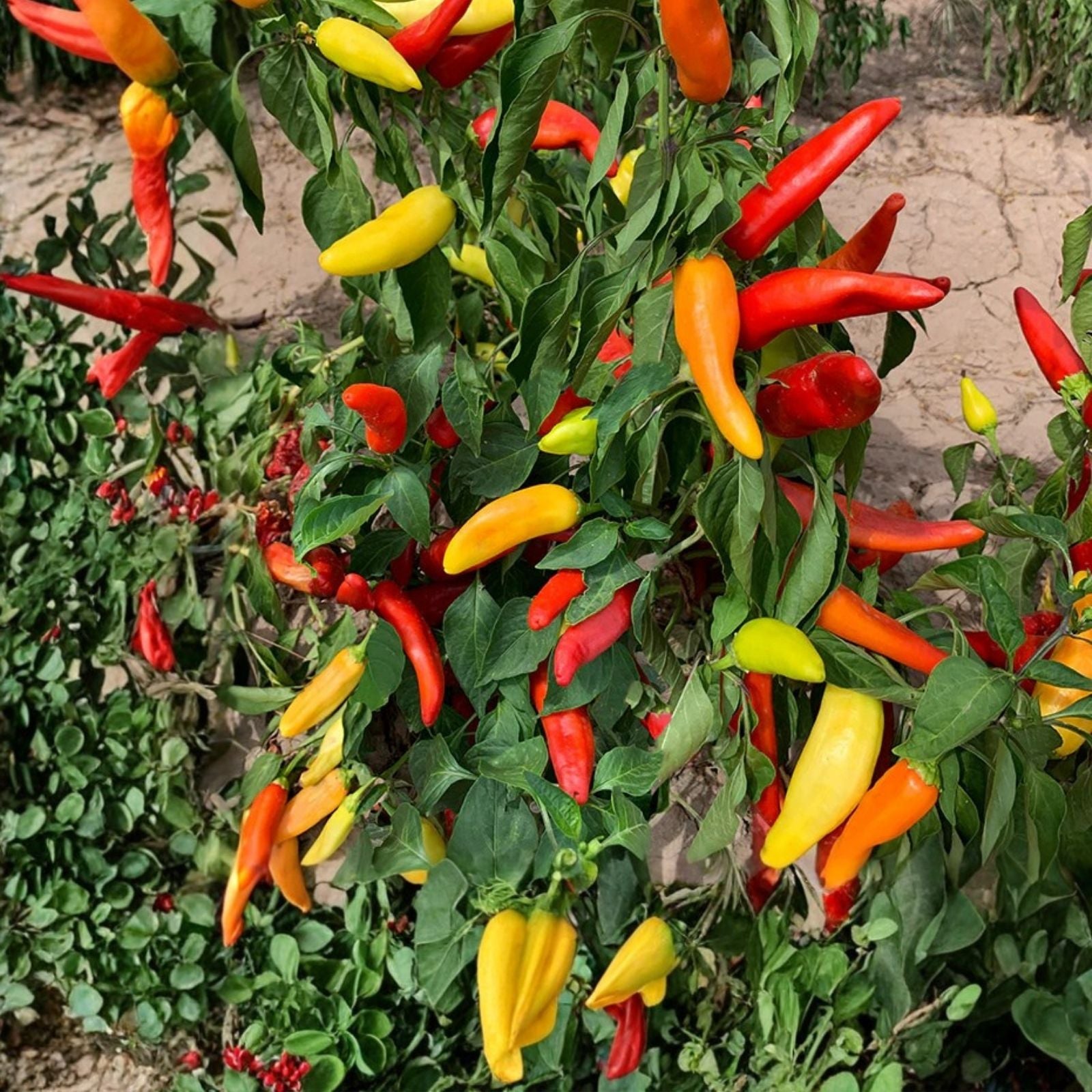 Spicy Hungarian Yellow Wax Pepper Seeds – Heirloom Non-GMO Capsicum annuum – 500+ Live Plant, Cutting, or Starter Plant