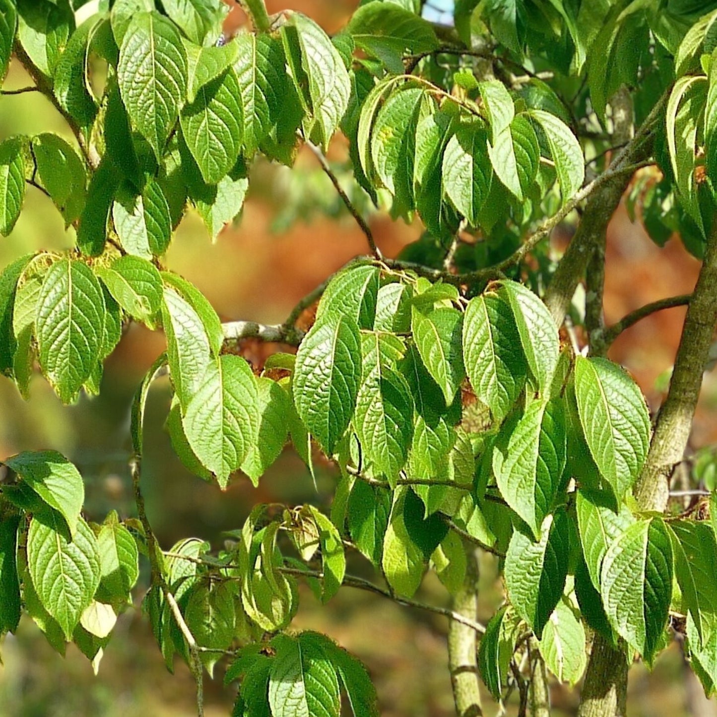 Hardy Rubber Tree Seeds 20 Pack Eucommia ulmoides Drought Tolerant Medicinal Ornamental Gardening