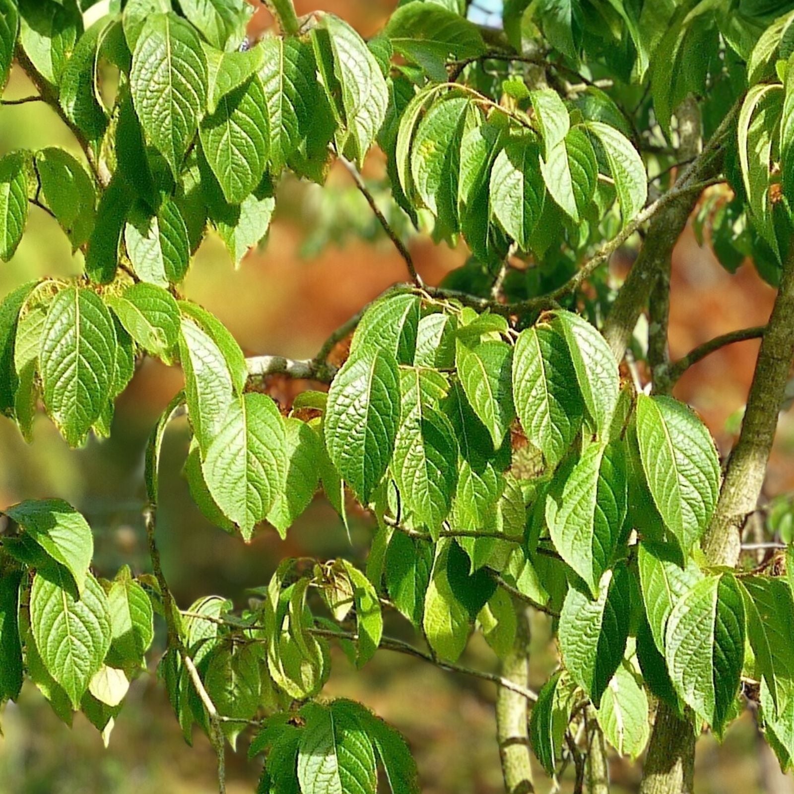 Hardy Rubber Tree Seeds 20 Pack Eucommia ulmoides Drought Tolerant Medicinal Ornamental Gardening
