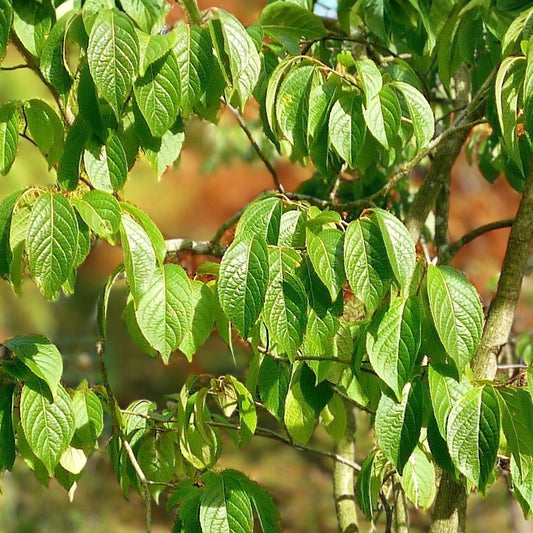 Hardy Rubber Tree Seeds 20 Pack Eucommia ulmoides Drought Tolerant Medicinal Ornamental Gardening