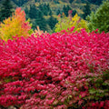 Burning Bush Seedling Plant Euonymus alatus Bare Root Ornamental Shrub for Landscaping Garden 4-8 Inches