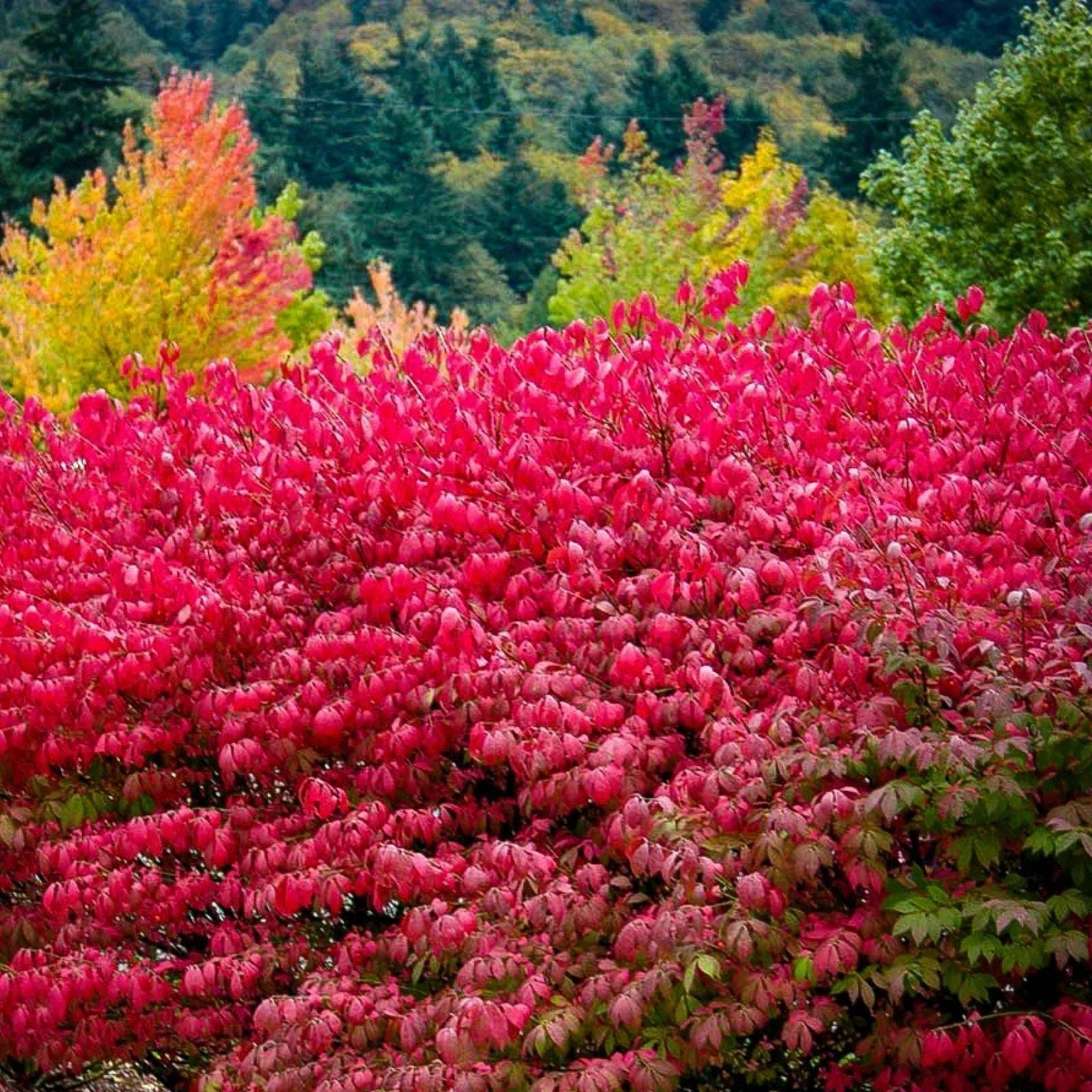 Burning Bush Seedling Plant Euonymus alatus Bare Root Ornamental Shrub for Landscaping Garden 4-8 Inches