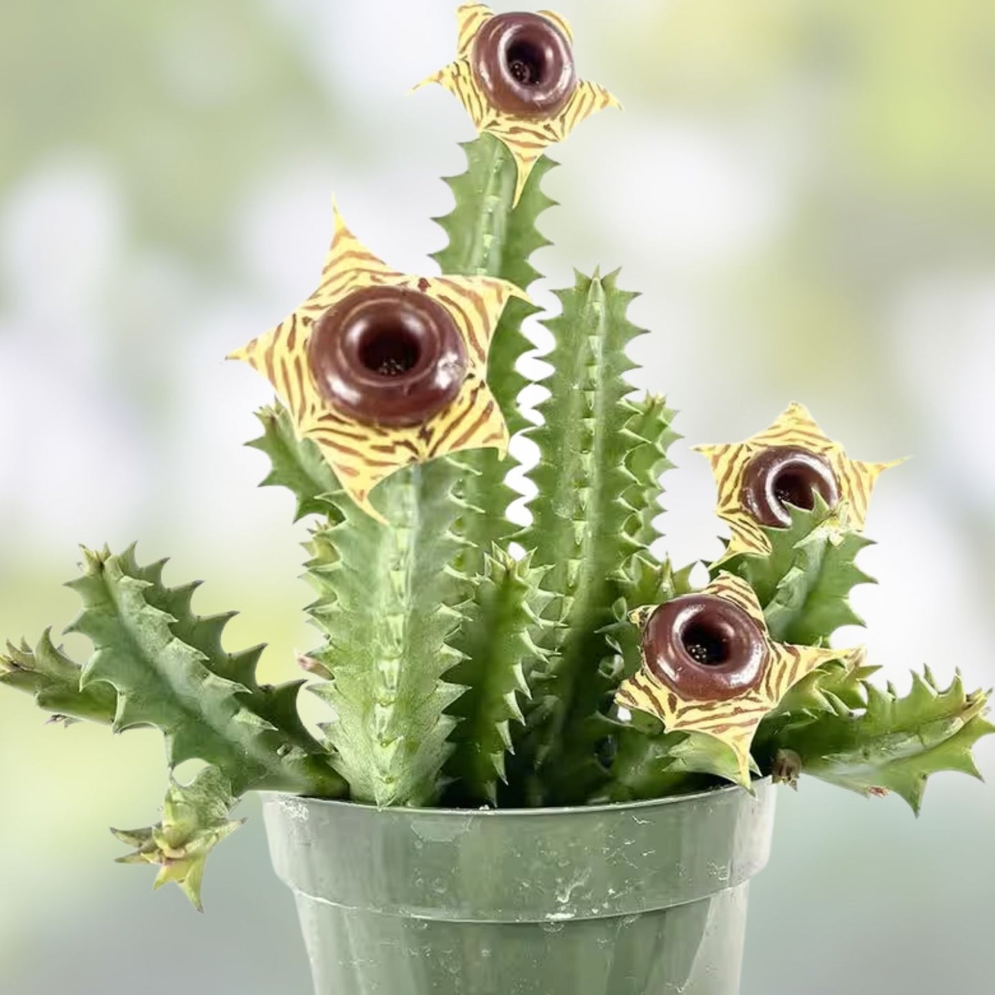 Huernia Pendula Cutting, Bootlace Succulent, Houseplant, Easy Care Cactus Alternative, 4-5 Inches, Live Plant, Succulent Cutting