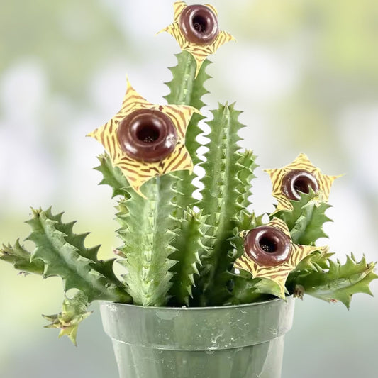 Huernia Pendula Cutting, Bootlace Succulent, Houseplant, Easy Care Cactus Alternative, 4-5 Inches, Live Plant, Succulent Cutting