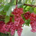 Globe Seedless Grape Vine Cuttings, Large Sweet Juicy Table Grapes, Vitis vinifera, Live Plant, Bare Root, Starter Plant