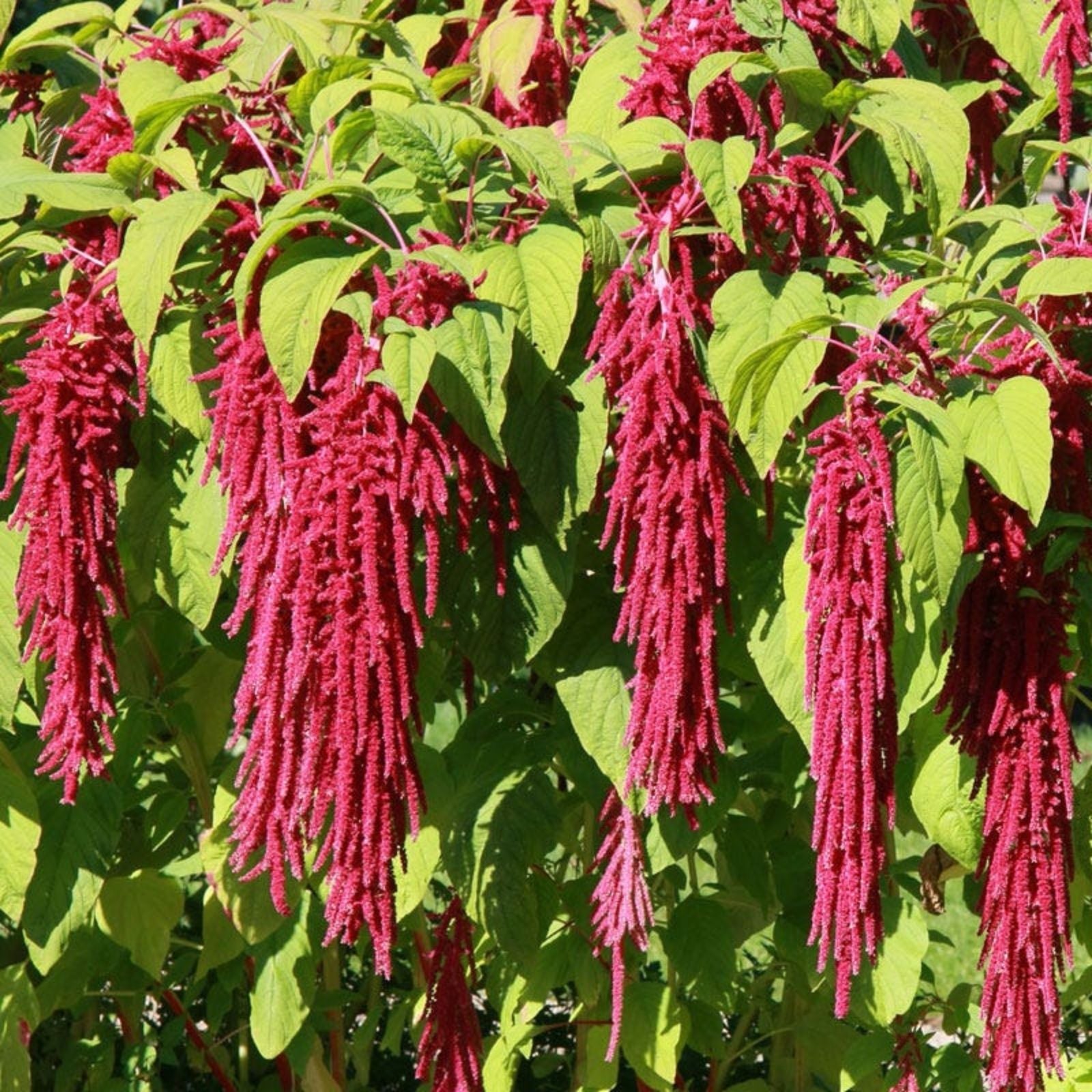 Love Lies Bleeding Seeds | Ornamental Amaranthus caudatus | Live Plant, Cutting, or Seed for Maroon Flower Garden, Flowering Plant