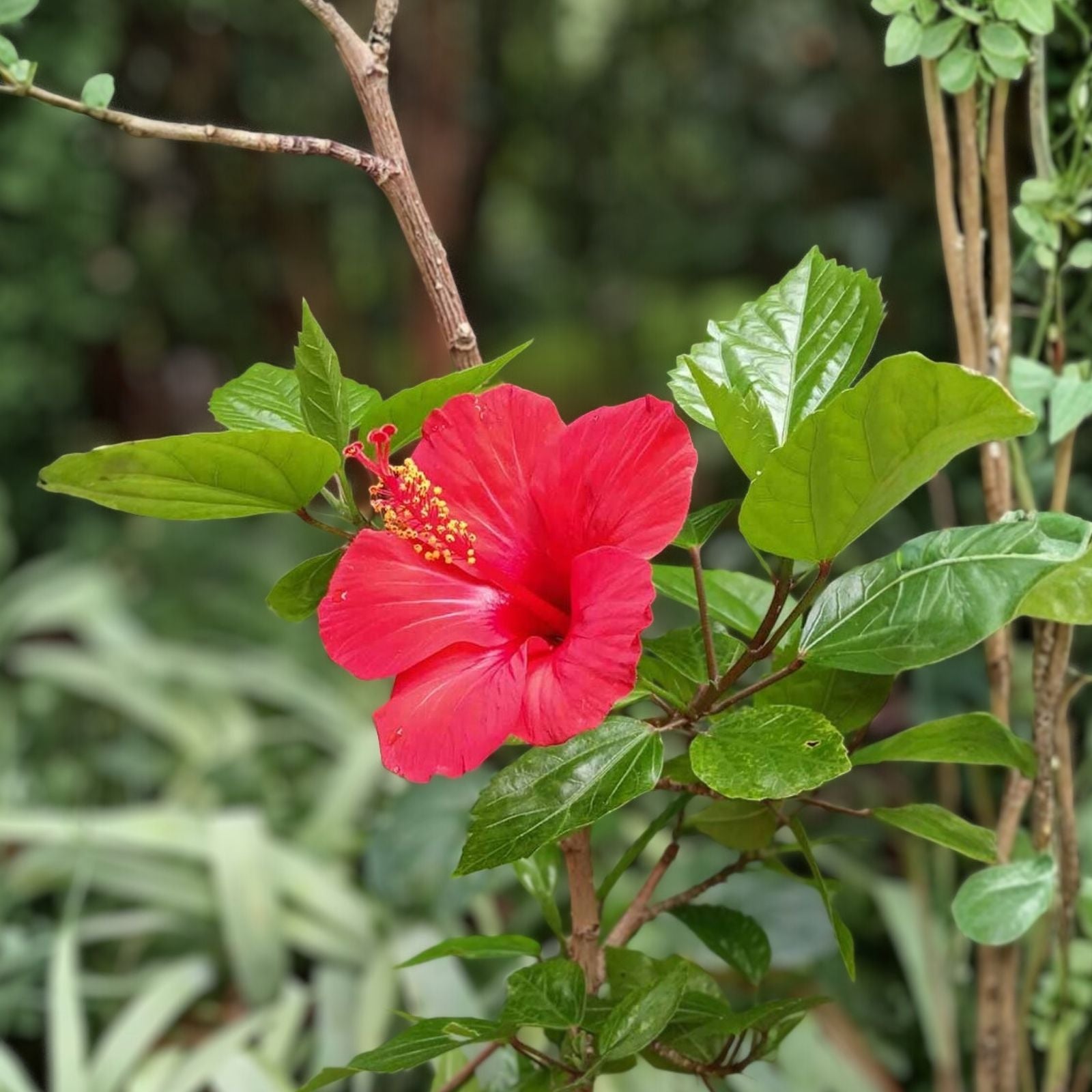 Hibiscus rosa-sinensis Cuttings - Cream with Pink Splash - 6 Inch No Roots Plant Propagation - Bloom Haven Nursery