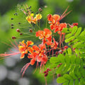 Red Bird of Paradise Seeds - Caesalpinia Pulcherrima Tropical Garden Plant - Vibrant Red Flowers - Live Seeds or Starter Plant