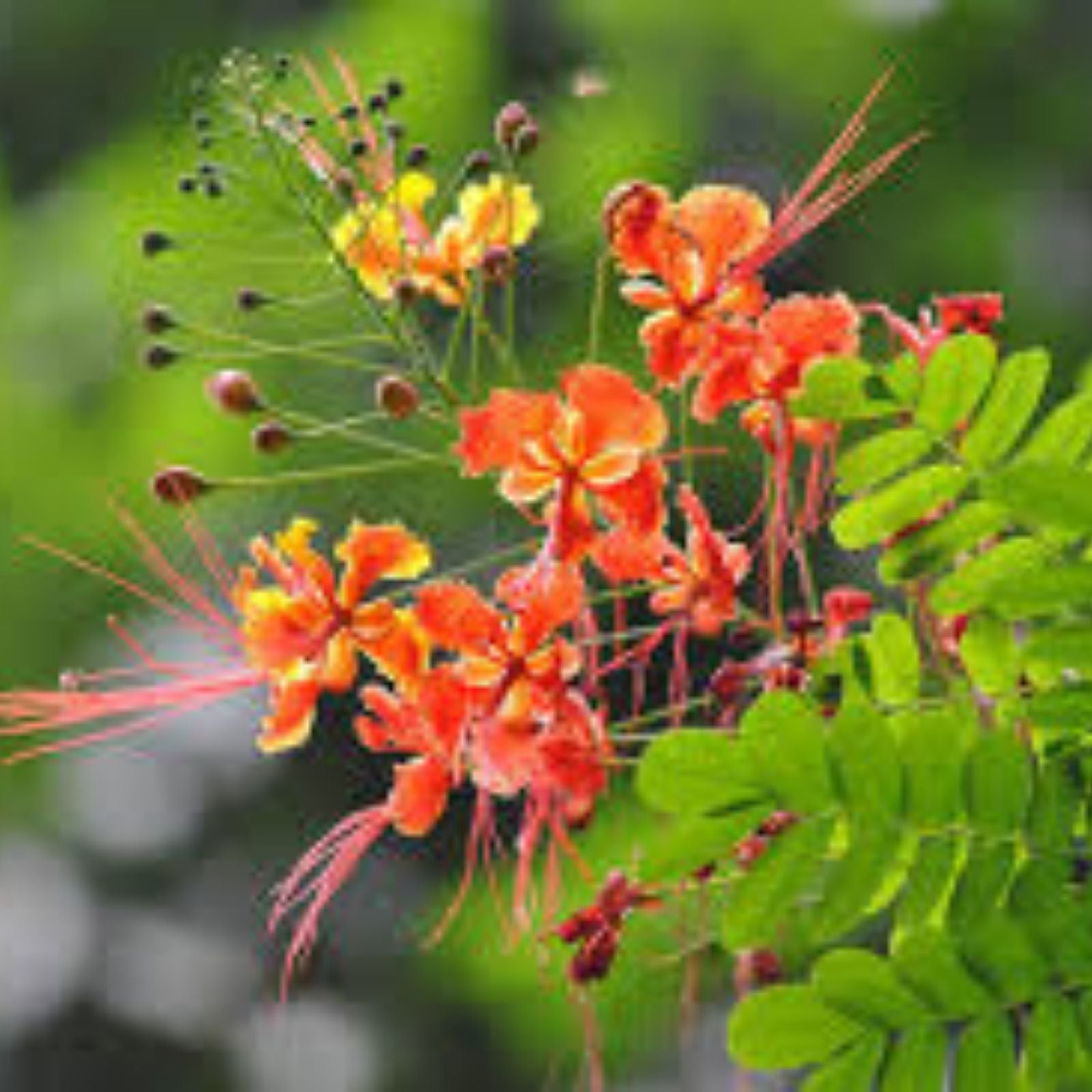 Red Bird of Paradise Seeds - Caesalpinia Pulcherrima Tropical Garden Plant - Vibrant Red Flowers - Live Seeds or Starter Plant