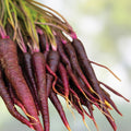 Cherry Belle Radish Seeds Heirloom Variety 50+ Crisp Tasty Raphanus sativus Live Plant Cutting Bare Root Starter Plant