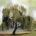 Weeping Willow Tree Cuttings Live Plant Salix babylonica 5 Branches Bare Root Starter Plant for Crafts