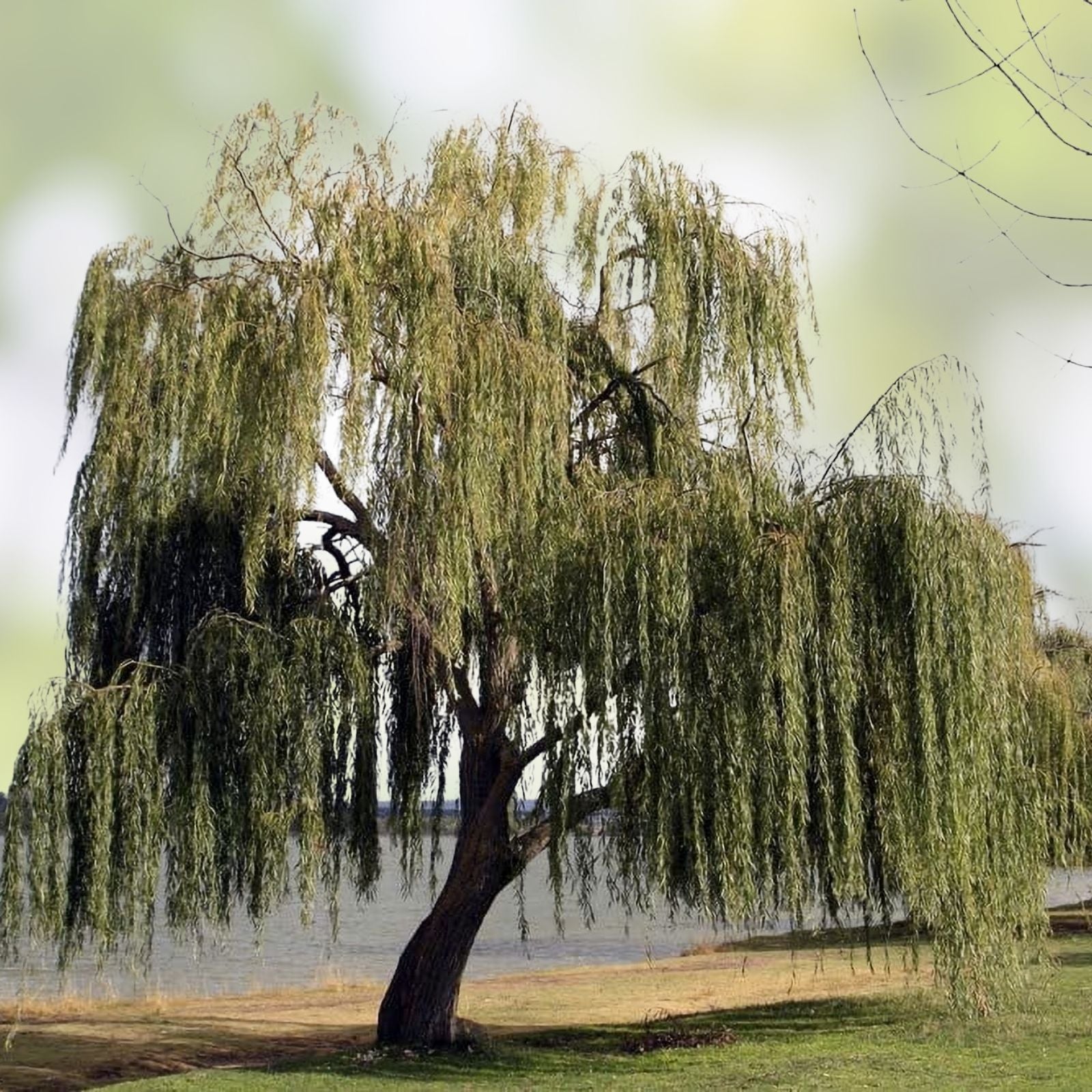 Weeping Willow Tree Cuttings Live Plant Salix babylonica 5 Branches Bare Root Starter Plant for Crafts