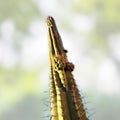 Cereus Werdemannianus Cactus Plant 25in Tall, Columnar Succulent for Indoor Outdoor Gardens, Unique Desert Plant