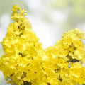 Black Locust Tree Seeds - 50 Pack for Planting - Robinia pseudoacacia - Fast-Growing Ornamental and Shade Tree Seeds