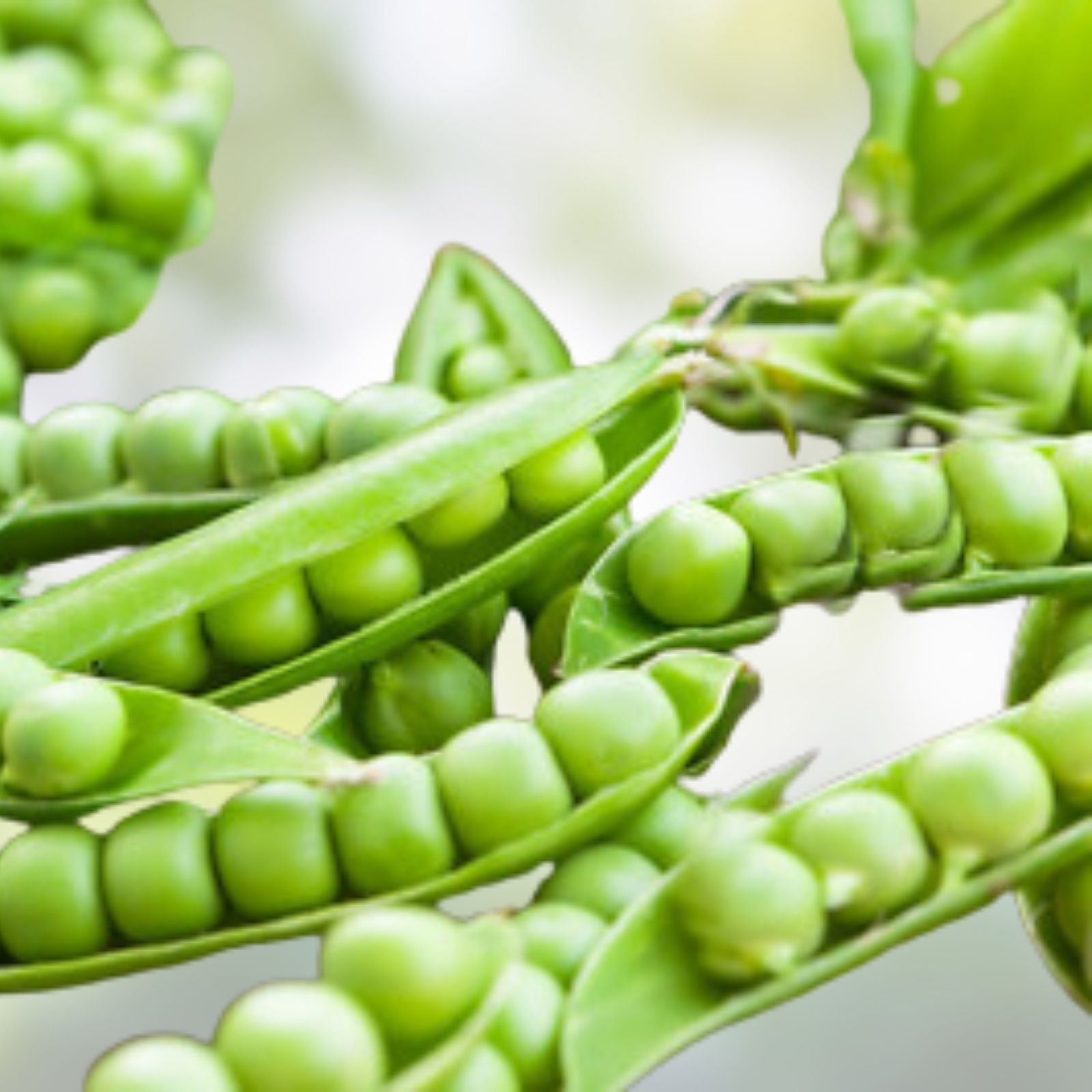 Heirloom Little Marvel Pea Seeds Non-GMO Garden Planting Pisum sativum 20+ Seeds Live Plant Cutting
