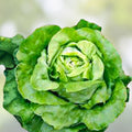 Butterhead Lettuce Seeds Buttercrunch Non-GMO Organic Vegetable Seeds for Home Garden 1000 Seeds