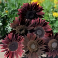 Organic Chocolate Cherry Sunflower Seeds 50 Pack Helianthus annuus Non-GMO Edible Birdseed Bare Root Starter Plant