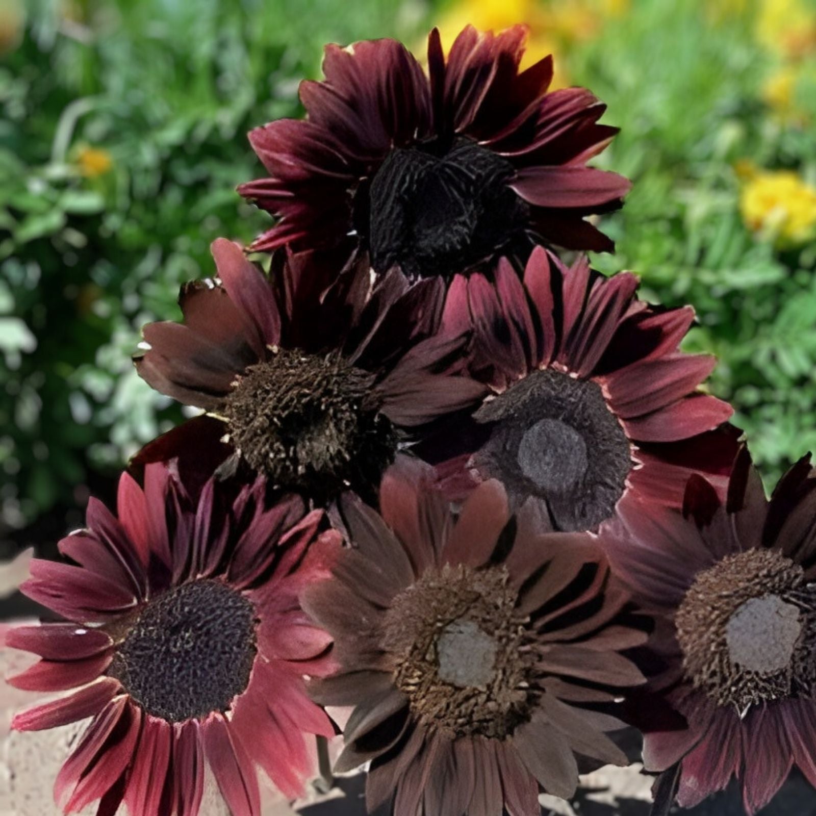 Organic Chocolate Cherry Sunflower Seeds 50 Pack Helianthus annuus Non-GMO Edible Birdseed Bare Root Starter Plant