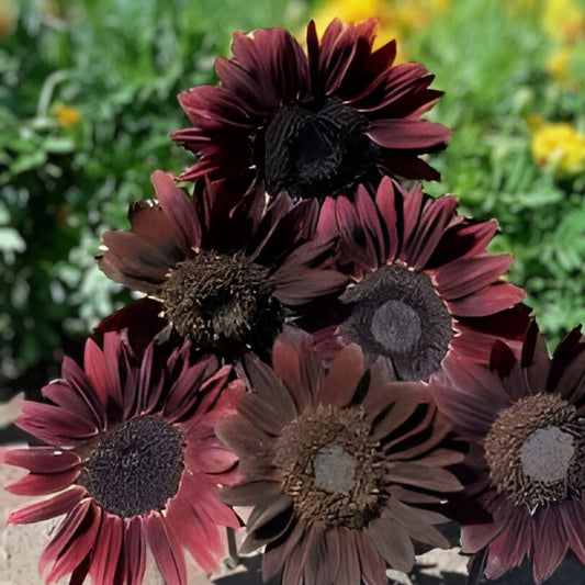 Organic Chocolate Cherry Sunflower Seeds 50 Pack Helianthus annuus Non-GMO Edible Birdseed Bare Root Starter Plant