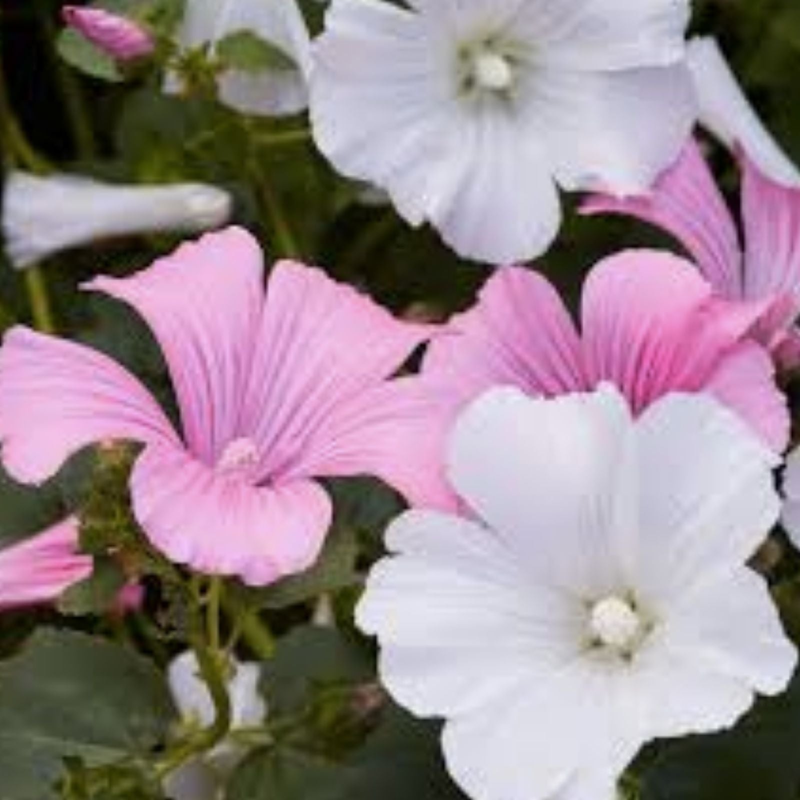 Rose Mallow Seeds Bulk 500+ Mixed Colors Lavatera trimestris Flower Seeds for Garden Planting, Live Plant, Cutting, Bare Root, Starter Plant