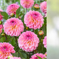 Pink Dahlia Bulb Plant | Double Rose Flowers | Live Bulb, Decorative, Deer Resistant, Full Sun, Zones 3-10
