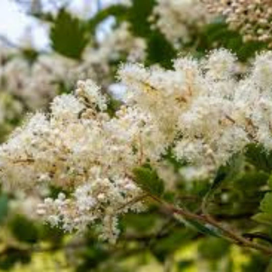 Ocean Spray Bush Seeds 50 Pack | Holodiscus discolor Native Shrubs for Landscaping | Cream Bush Live Plant Cutting