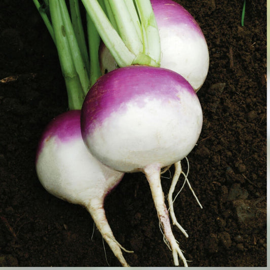 Organic Purple Top White Globe Turnip Seeds | Non-GMO Brassica rapa Vegetable Seeds | Live Plant, Starter, or Cutting