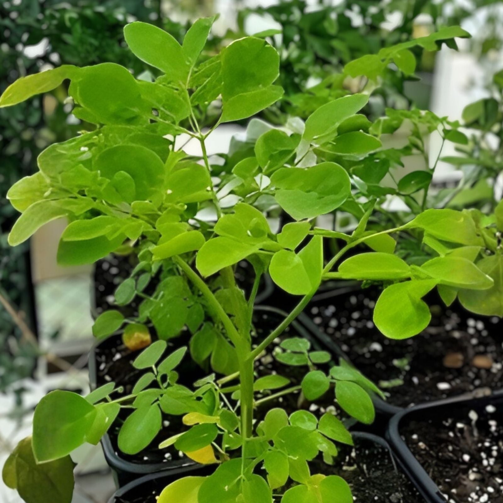 Moringa Oleifera Cutting 24" Live Plant, Drumstick Tree, Edible Tropical Tree, Starter Plant, Houseplant