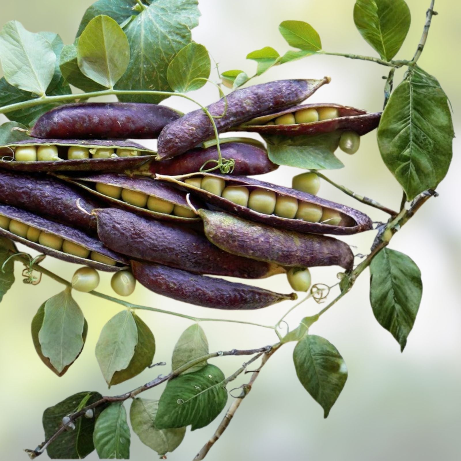 Brown Speckled Pea Seeds 4oz Heirloom Organic Pisum sativum Live Plant or Seed for Gardening