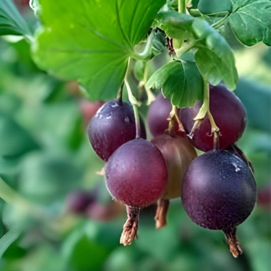 Gooseberry Cuttings 30 Pack Ribes uva-crispa Fruit Bushes Live Plant Starter Bare Root Planting Supplies