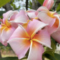 Rooted Plumeria Plant Cutting - Stargazer Variety, 12 Inches, Tropical Flowering Plant, Plumeria spp.