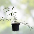 Weeping Willow Cuttings 9" Organic Salix Babylonica Bonsai Tree - Fast Growing Live Plant