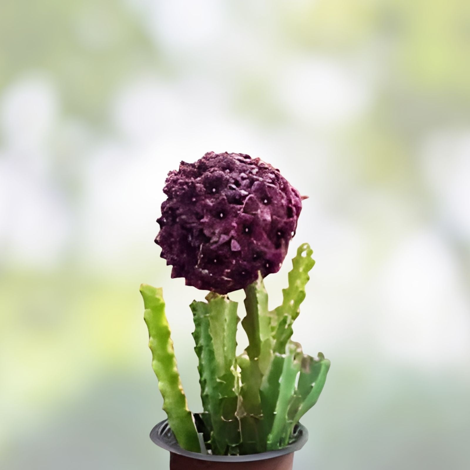 Caralluma Umbellata Potted Succulent Rare Desert Cactus Aloe 3.5" Live Plant, Houseplant, Starter, Well-Rooted