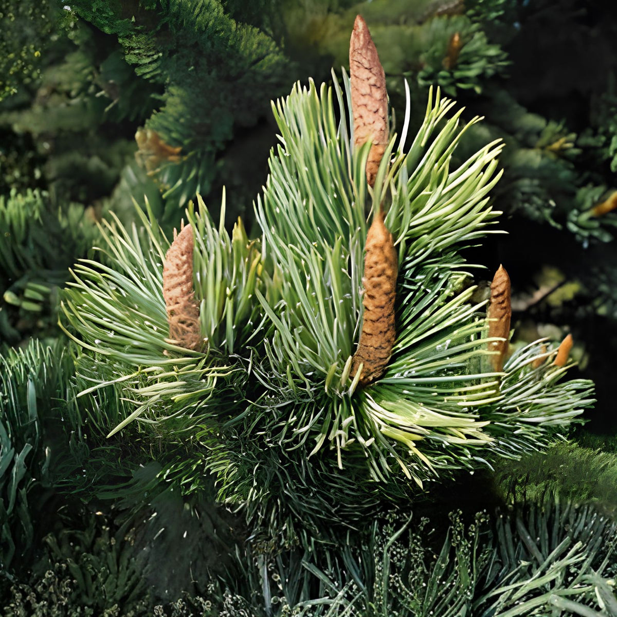 Bristlecone Pine Tree Seeds 30 Pack - Pinus aristata - Hardy Long-Lived Conifer for Planting - Fast Growing Conifer Seeds