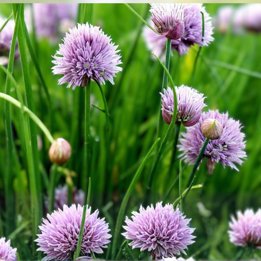 Heirloom Chive Seeds 25+ Allium schoenoprasum Herb Seeds, Easy to Grow, Culinary, Live Plant, Starter, Cutting, Bare Root