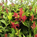 Fire Spike Red Starter Plant Odontonema strictum Hummingbird Attracting Live Garden or Indoor Plant