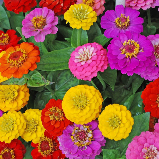 Zinnia Seeds for Planting – 250+ Cut and Come Back Vibrant Colors – Zinnia elegans Flower Seeds – Fast Growing Garden Flowers