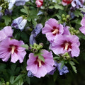 Rose of Sharon Plants Set of 2, 6-12" Hibiscus syriacus, Hardy Flowering Shrubs, Mixed Colors, Live Plants, Garden Shrubs