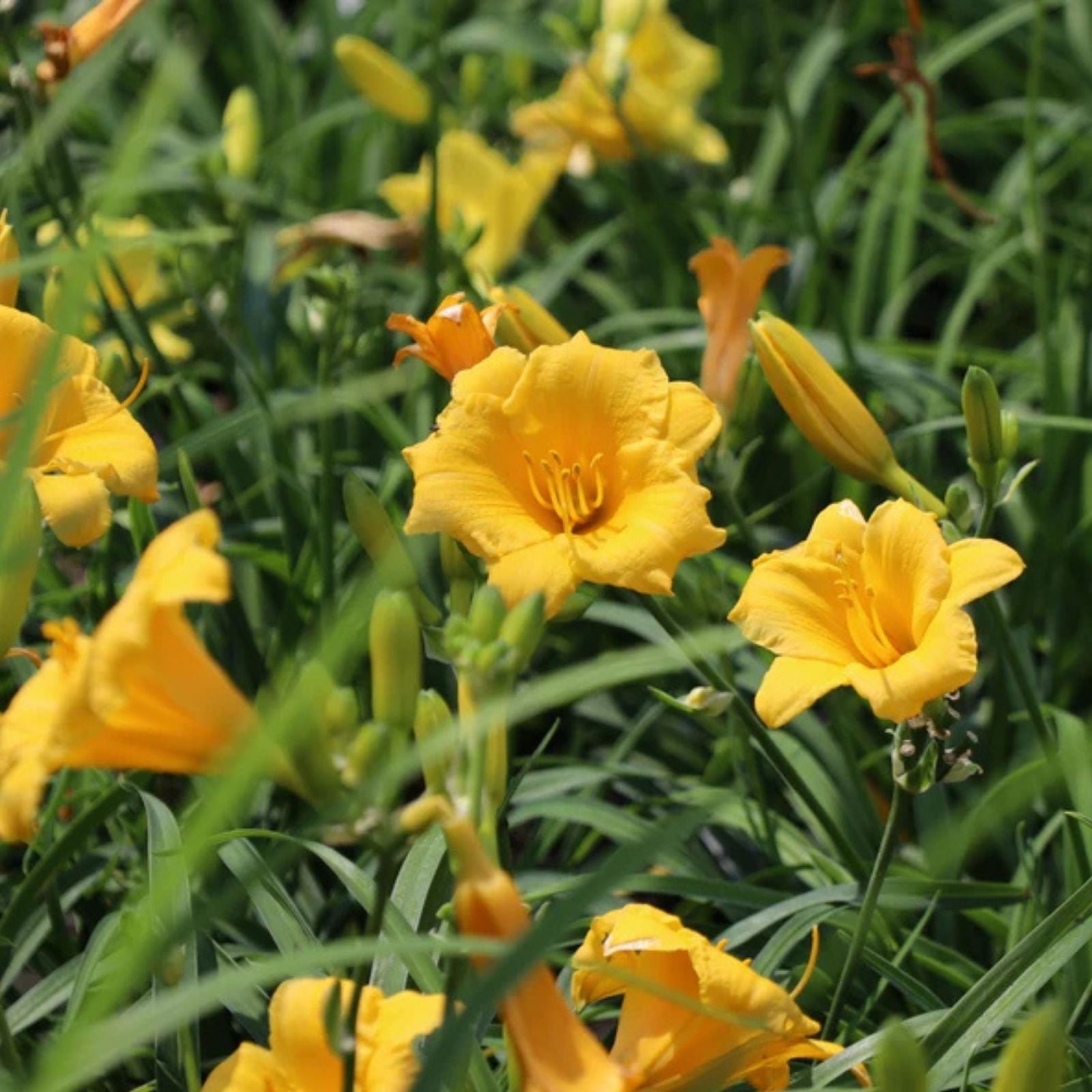 Stella d'Oro Daylily Starter Plants Set of 2 – Live Bare Root Perennials – Hemerocallis 'Stella d'Oro' – Yellow Flowers