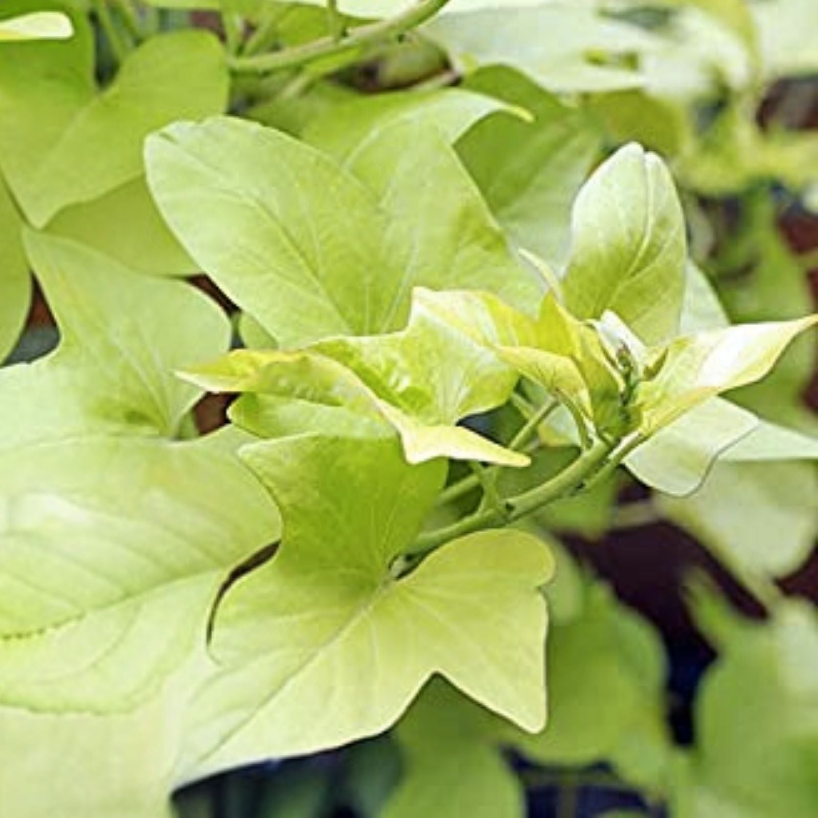 Covington Sweet Potato Slips 5 Unrooted Cuttings Organic Ipomoea batatas Vegetable Garden Starter